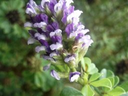 Otholobium bracteolatum flowers